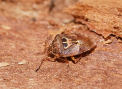 Eupolemus angularis