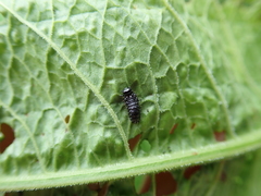 Gastrophysa viridula