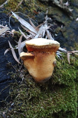 Piptoporus australiensis