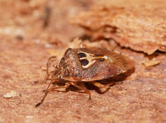 Eupolemus angularis