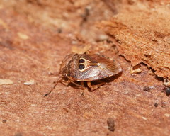 Eupolemus angularis