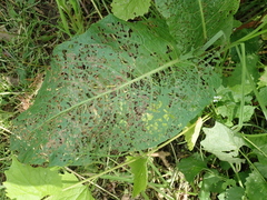 Gastrophysa viridula