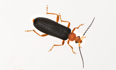 Neopyrochroa flabellata