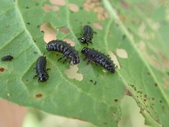 Gastrophysa viridula