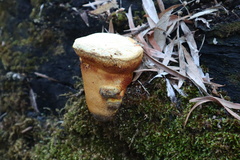 Piptoporus australiensis