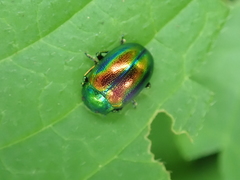Chrysolina fastuosa