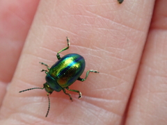 Chrysolina fastuosa