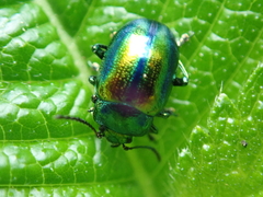 Chrysolina fastuosa