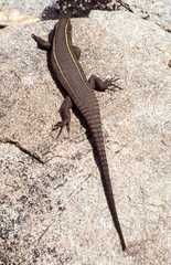 Matobosaurus validus