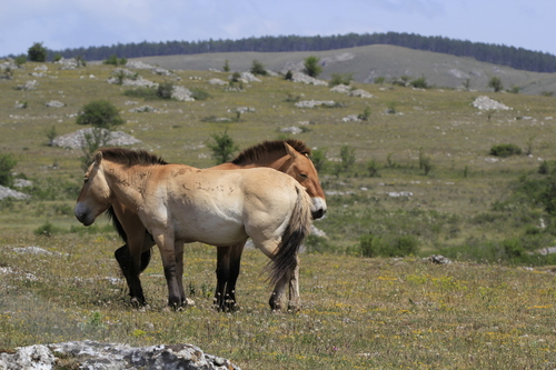 Wild Horse, 48150 Hures-la-Parade, France, photo 9 of 10