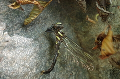 Cordulegaster dorsalis