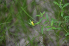 Crocanthemum canadense