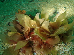 Calliblepharis ciliata