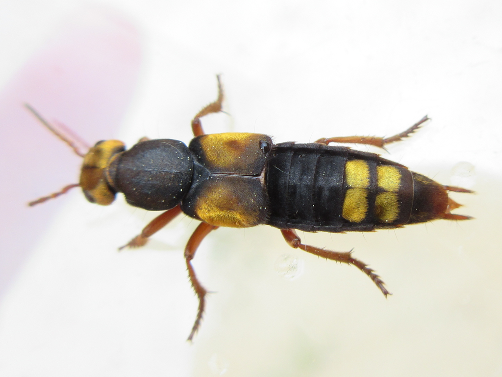 Agelosus weisei