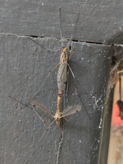 Nephrotoma cornicina