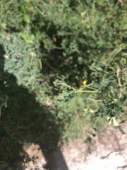 Coronilla valentina glauca