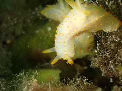 Crimora papillata