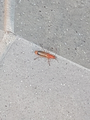 Rhagonycha fulva