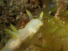 Crimora papillata