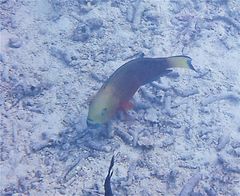 Chlorurus strongylocephalus