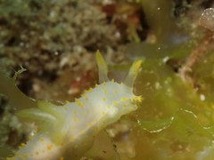 Crimora papillata