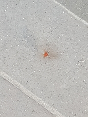 Rhagonycha fulva