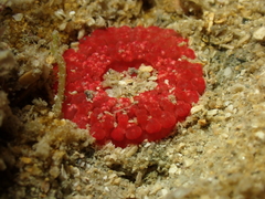 Capnea sanguinea