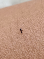 Formicidae