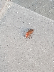 Rhagonycha fulva