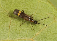 Malthodes marginatus