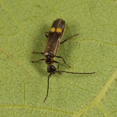 Malthodes marginatus