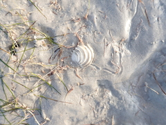 Placamen gravescens