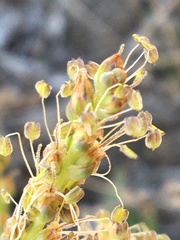 Plantago eriopoda