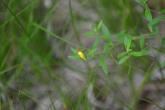 Crocanthemum canadense