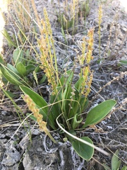 Plantago eriopoda