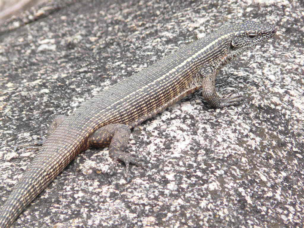 Common Giant Plated Lizard