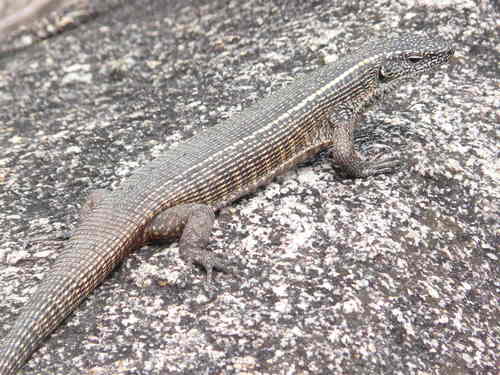 Common Giant Plated Lizard