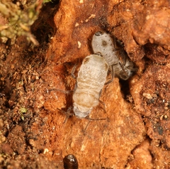 Stomaphis longirostris