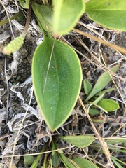 Plantago eriopoda