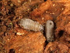 Stomaphis longirostris