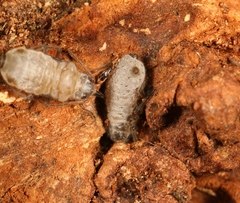 Stomaphis longirostris