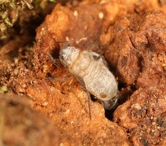 Stomaphis longirostris