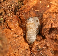 Stomaphis longirostris