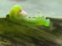 Pristiphora subbifida
