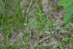 Crocanthemum canadense