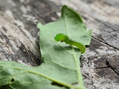 Pristiphora subbifida