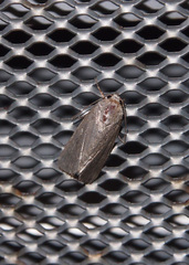Spodoptera pecten