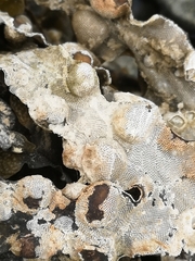 Einhornia crustulenta