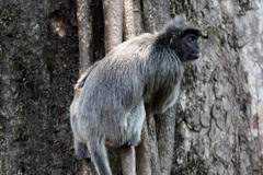 Trachypithecus cristatus