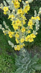Verbascum songaricum